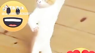 Cat dance entertainment