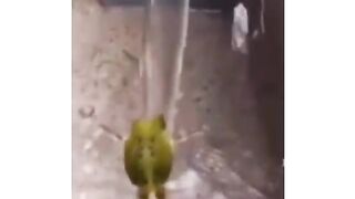 Funny video