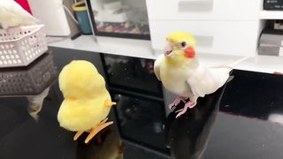 Cute Birds