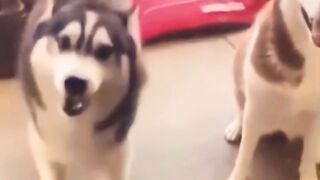 Dogs Dancing In Funky Reel Shorts: The Best Funny Dog Videos