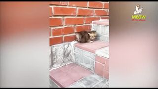 Funniest Cats Animals 2023 ???? Funniest Cats and Dogs ???????? Part 02  M For Meow