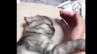 Funny cat |cat| #funny#viral#youtube