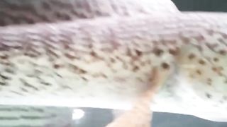 Chana barca