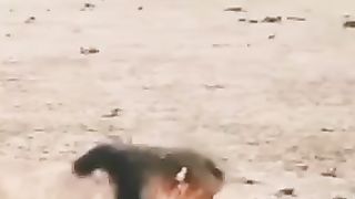 Amazing video Lion protect Gazalle from lioness