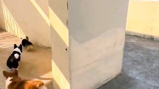 Watch These Dogs Hide and Seek Like a Pro