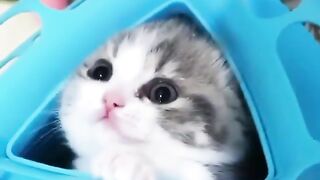 Cats new vedio