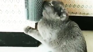 Cat funny videos ????