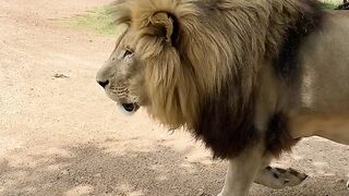 The Lion ???? king ???????? #tiktok #Animals