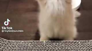 CUTE baby cat.