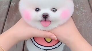Cute Puppy