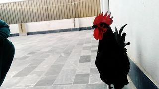 Australop Cute Cock