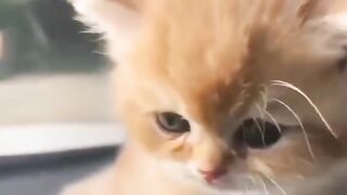 Cute cat