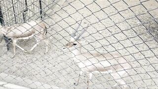 Animals Love - Deer - Kids Love