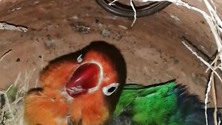 Love bird