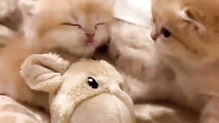 Wow So Sweet Kittens