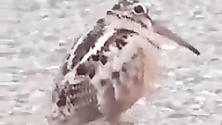 Funny Bird I Funny Dance I Funny Video