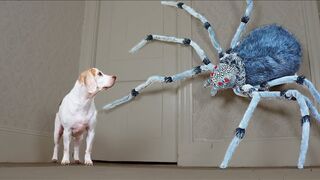 Incredibly hilarious animal moments #48