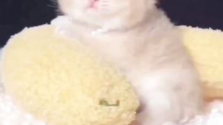 Cute kitten funny video