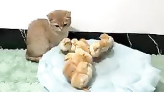 chick mother cat
