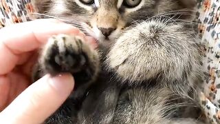 Cat funny clip short