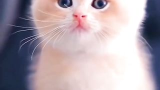 Cute kitten shocked