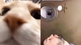 Fany cat video fantastic day today