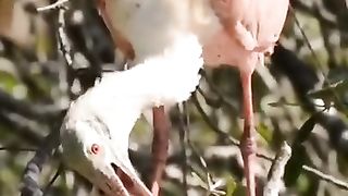 Best video of the day // Allah behtareen Reza deny Wala Zaat he
