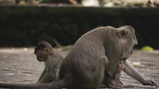 :-Most Adorable Baby Monkey With Mother ???? ???? || Cute Monkey Vídeos Compilation.
