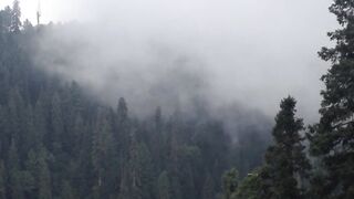 Cloud Hanging over trees