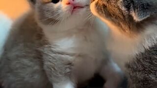 Romantic cats couple