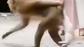 Sharti bandar