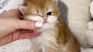 Sooo cute kitten