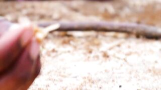 Cooking Eating Winged TERMITES