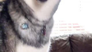 Funny moments of the year compilation,dogs parts 1