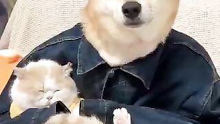 ANIMALS WORLD