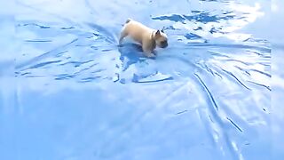 Funny moments of the year compilation, dogs part 2.