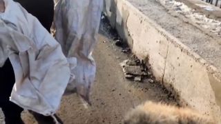 Четыре лапы Ташкент приют. И опять у нас пополнение, но не простое