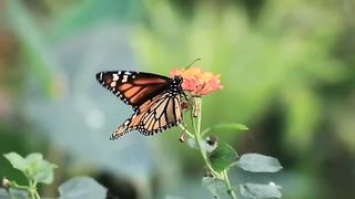 Butterfly 4u#