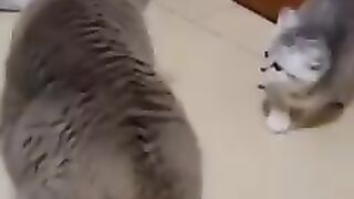 Best funny video