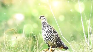 A cute indian black teetar|| Amazing black teetar bird.
