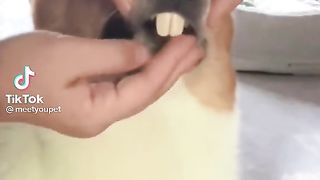 Funny moments of the year compilation,dogs part 3