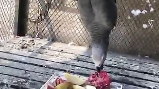 Gray parrot enjoying fruits | parrot loves to eat fruits