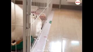 Funniest Animals | Funny Dog And Cat | Funny Animals Video #1