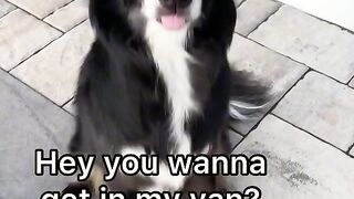 Funny moments of the year compilation,dogs part 4