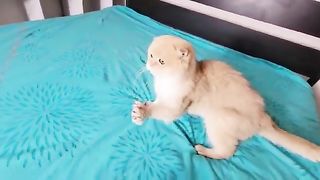 Fanny video