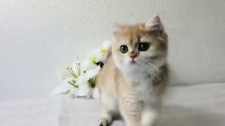 Cat fanny video