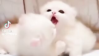 Beautiful Cats ????????