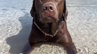 Funny moments of the year compilation,dogs part 5