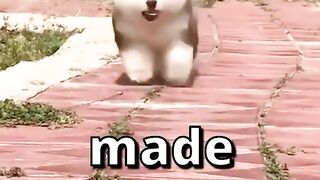 DO YOU THINK this DOG will SUCCEED