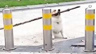 DID YOU KNOW Corgis were SMART ????